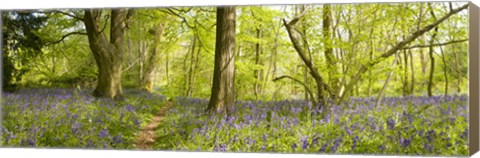 Framed Trees in a forest, Thursford Wood, Norfolk, England Print