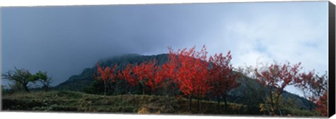 Framed Trees in autumn at dusk, Provence-Alpes-Cote d&#39;Azur, France Print