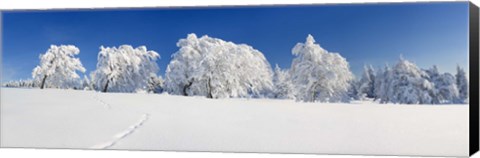 Framed Snow covered Common Beech (Fagus Silvatica) trees, Schauinsland, Black Forest, Baden-Wurttemberg, Germany Print