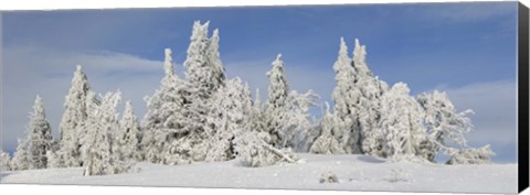 Framed Frost and ice on trees in midwinter, Crater Lake National Park, Oregon, USA Print