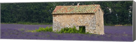 Framed Stone building in a lavender field, Provence-Alpes-Cote D&#39;Azur, France Print