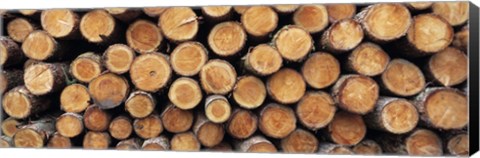 Framed Stack of logs in forest, Burrator Reservoir, Dartmoor, Devon, England Print