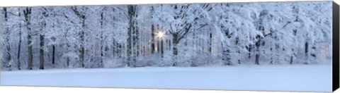 Framed Forest in winter at sunrise, Swabian Alb, Baden-Wurttemberg, Germany Print