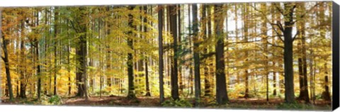 Framed Trees in autumn, Hohenlohe, Baden-Wurttemberg, Germany Print