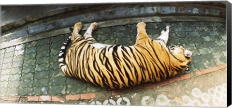 Framed Tiger (Panthera tigris) sleeping in a tiger reserve, Tiger Kingdom, Chiang Mai, Thailand Print