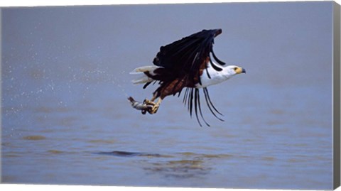 Framed African Fish eagle (Haliaeetus vocifer) flying with a fish in its claws Print