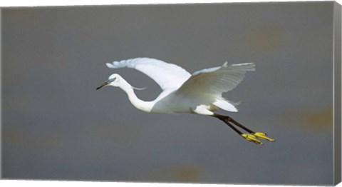 Framed Egret in Flight Kenya Africa Print