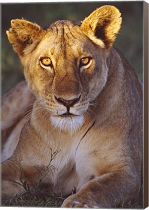 Framed Lioness Tanzania Africa Print