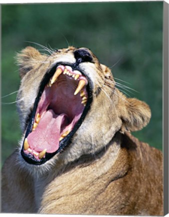 Framed Lioness Yawning, Tanzania Africa Print