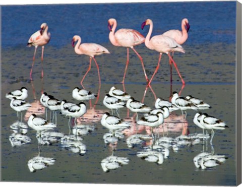 Framed Avocets and flamingos standing in water, Ngorongoro Crater, Ngorongoro Conservation Area, Tanzania Print