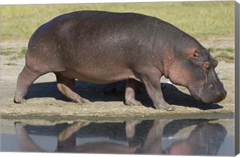 Framed Side profile of a hippopotamus walking, Ngorongoro Crater, Ngorongoro Conservation Area, Tanzania (Hippopotamus amphibius) Print