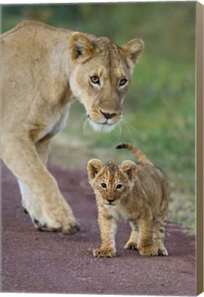 Framed Close-up of a lioness and her cub, Ngorongoro Crater, Ngorongoro Conservation Area, Tanzania (Panthera leo) Print