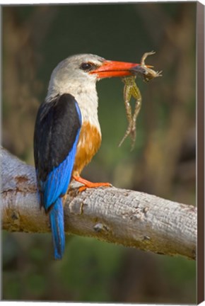 Framed Side profile of a bird with a frog in its beak, Lake Manyara National Park, Tanzania Print