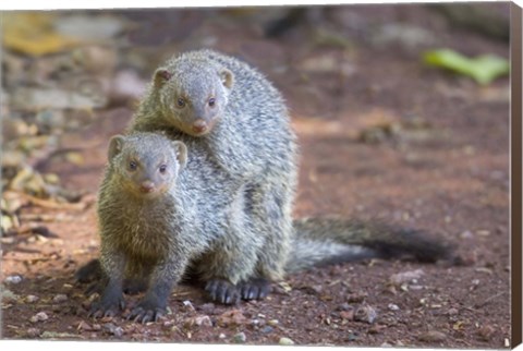 Framed Two mongoose mating, Lake Manyara National Park, Tanzania Print