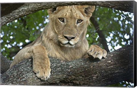 Framed Close-up of a lion, Lake Manyara, Arusha Region, Tanzania (Panthera leo) Print