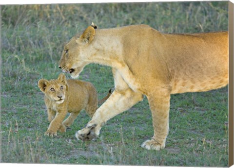 Framed Side profile of a lioness walking with its cub, Ngorongoro Conservation Area, Arusha Region, Tanzania (Panthera leo) Print