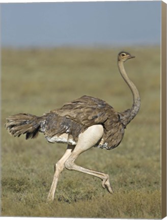 Framed Side profile of an Ostrich running in a field, Ngorongoro Conservation Area, Arusha Region, Tanzania (Struthio camelus) Print