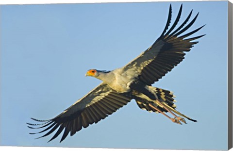 Framed Low angle view of a Secretary bird flying, Ngorongoro Conservation Area, Arusha Region, Tanzania (Sagittarius serpentarius) Print