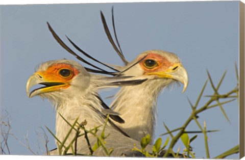 Framed Close-up of two Secretary birds, Ngorongoro Conservation Area, Arusha Region, Tanzania (Sagittarius serpentarius) Print