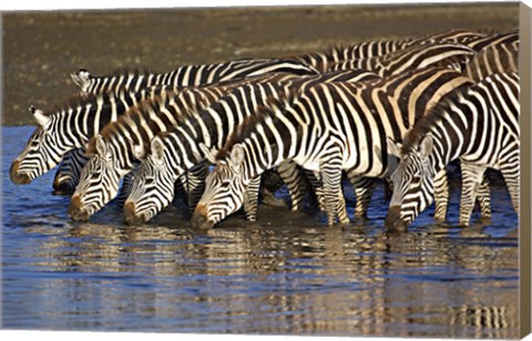 Framed Herd of zebras drinking water, Ngorongoro Conservation Area, Arusha Region, Tanzania (Equus burchelli chapmani) Print