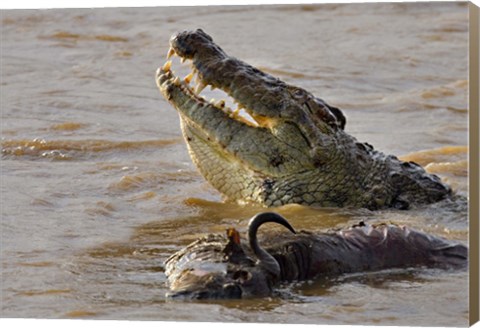 Framed Nile crocodile with a dead wildebeest in a river, Masai Mara National Reserve, Kenya (Crocodylus niloticus) Print