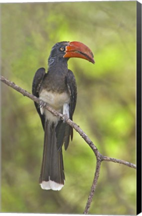 Framed Crowned Hornbill perching on a branch, Lake Manyara, Arusha Region, Tanzania (Tockus alboterminatus) Print