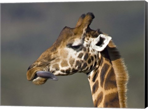 Framed Close-up of a Rothschild&#39;s giraffe, Lake Nakuru, Kenya (Giraffa camelopardalis rothschildi) Print