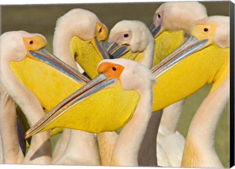 Framed Flock of Great white pelicans, Lake Nakuru, Kenya (Pelecanus onocrotalus) Print