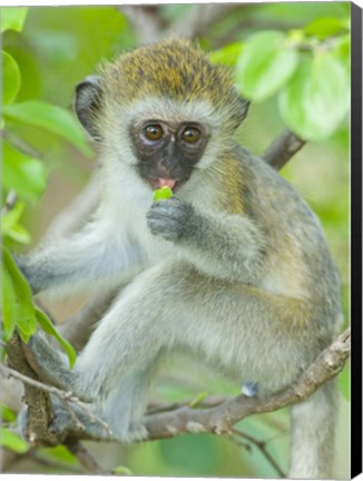 Framed Vervet monkey sitting on a branch, Tarangire National Park, Arusha Region, Tanzania (Chlorocebus pygerythrus) Print