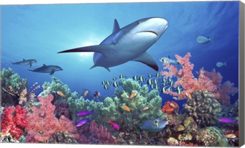 Framed Low angle view of a shark swimming underwater, Indo-Pacific Ocean Print