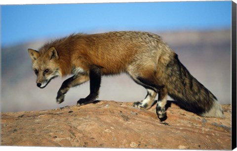 Framed Red Fox On Hilltop Print