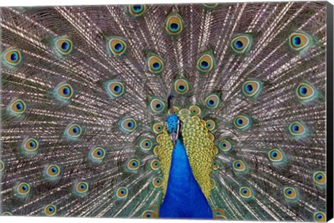 Framed Peacock bird displaying feathers, portrait. Print