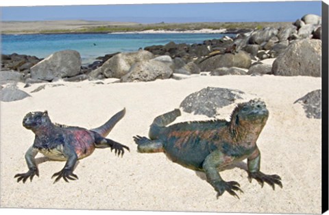 Framed Two Marine iguanas (Amblyrhynchus cristatus) on sand, Galapagos Islands, Ecuador Print