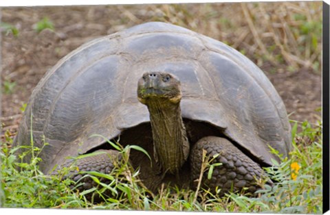 Framed Close-up of a Galapagos Giant tortoise (Geochelone elephantopus), Galapagos Islands, Ecuador Print