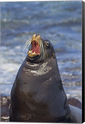 Framed Galapagos sea lion (Zalophus wollebaeki) on the beach, Galapagos Islands, Ecuador Print