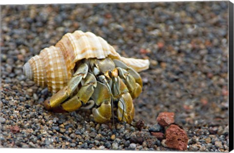 Framed Close-up of a Hermit crab (Coenobita clypeatus), Galapagos Islands, Ecuador Print