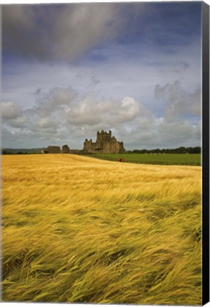 Framed Cistercian Dunbrody Abbey (1182) beyond Barley Field, County Wexford, Ireland Print