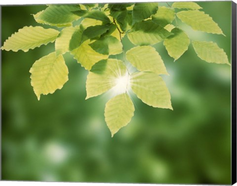 Framed Spring Green Leaves Print