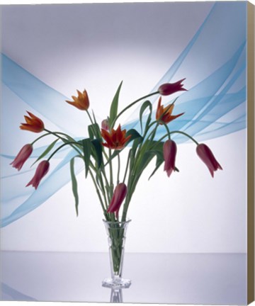 Framed Long stemmed bouquet of dark pink tulips in a small vase draped with light blue sheer fabric Print