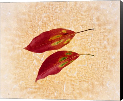 Framed Two red leaves on pink background Print