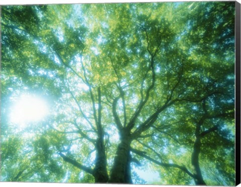 Framed Selective focus trees in forest Print