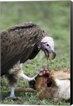 Framed Lappet-Faced vulture (Torgos tracheliotus) eating a wildebeest calf, Masai Mara National Reserve, Kenya Print