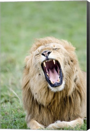 Framed Lion (Panthera leo) Yawning, Masai Mara National Reserve, Kenya Print