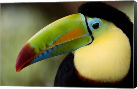 Framed Close-up of Keel-Billed toucan (Ramphastos sulfuratus), Costa Rica Print