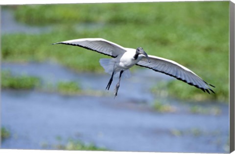 Framed Sacred ibis (Threskiornis aethiopicus) in flight, Ngorongoro Crater, Ngorongoro, Tanzania Print