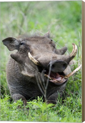 Framed Warthog (Phacochoerus aethiopicus) in a field, Ngorongoro Crater, Ngorongoro, Tanzania Print