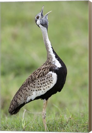 Framed Black-Bellied bustard (Lissotis Melanogaster) calling in a field, Ngorongoro Crater, Ngorongoro, Tanzania Print