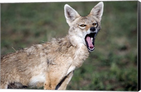 Framed Close-up of a Golden Jackal (Canis aureus), Ndutu, Ngorongoro, Tanzania Print