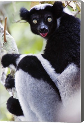 Framed Close-up of an Indri lemur (Indri indri), Andasibe-Mantadia National Park, Madagascar Print