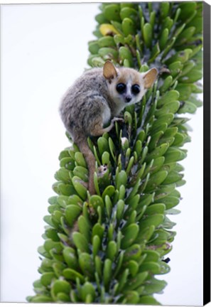 Framed Close-up of a Grey Mouse lemur (Microcebus murinus) on a tree, Berenty, Madagascar Print